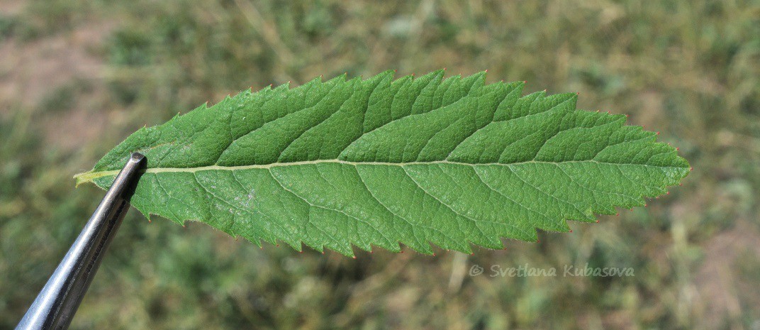 Image of Spiraea × billardii specimen.