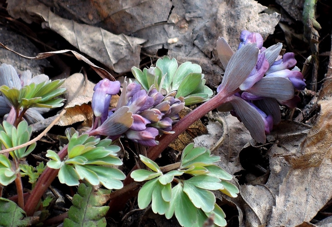 Изображение особи Corydalis solida.