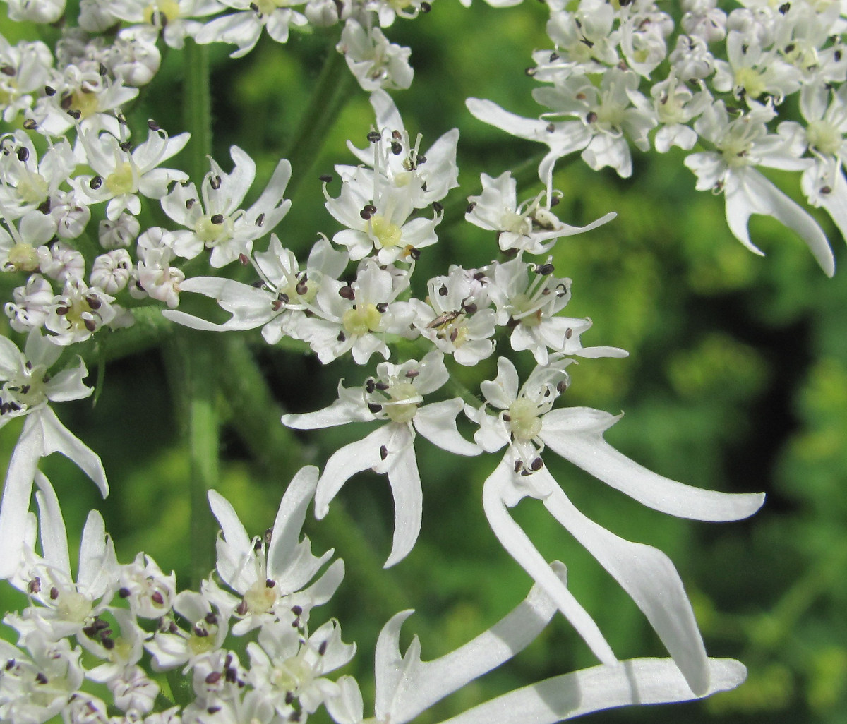 Image of Heracleum apiifolium specimen.