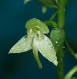 Platanthera chlorantha