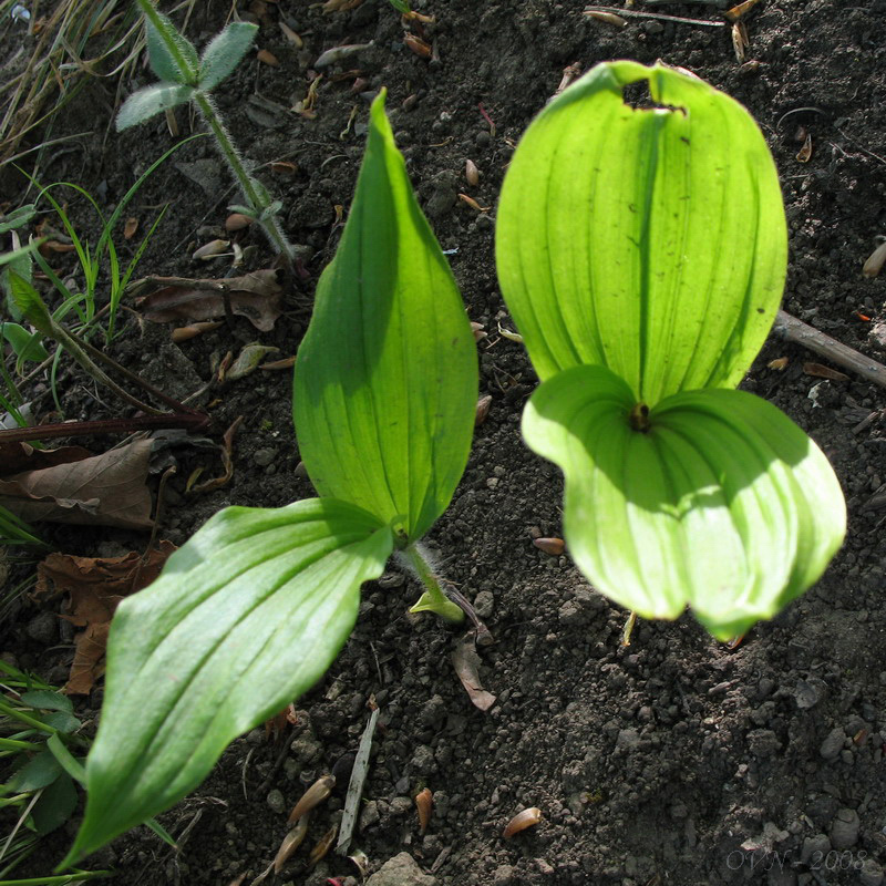 Image of Cypripedium guttatum specimen.