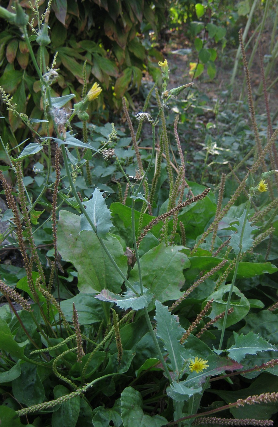 Изображение особи Sonchus oleraceus.