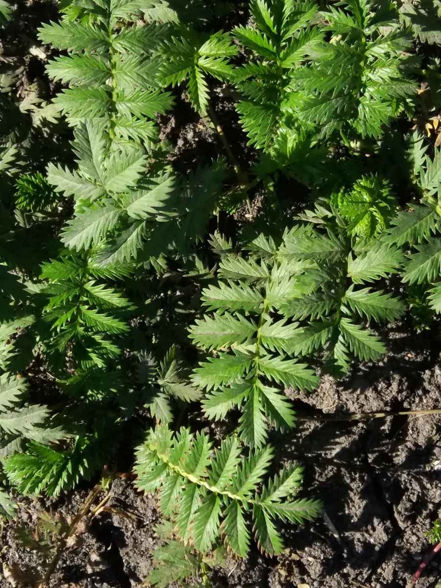 Image of Potentilla anserina specimen.