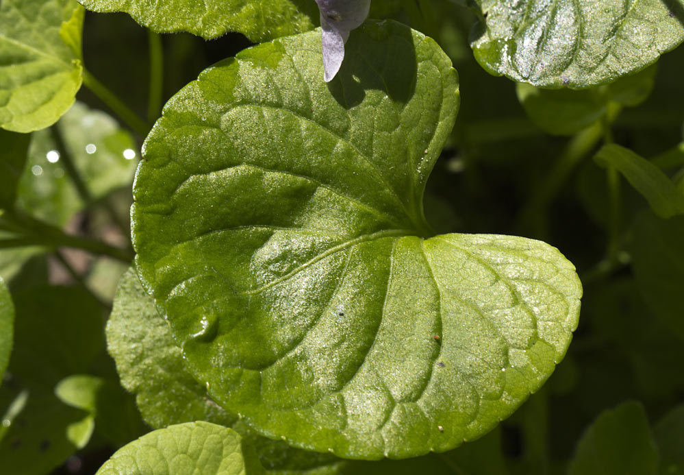 Image of Viola palustris specimen.