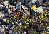 Potentilla anserina ssp. groenlandica