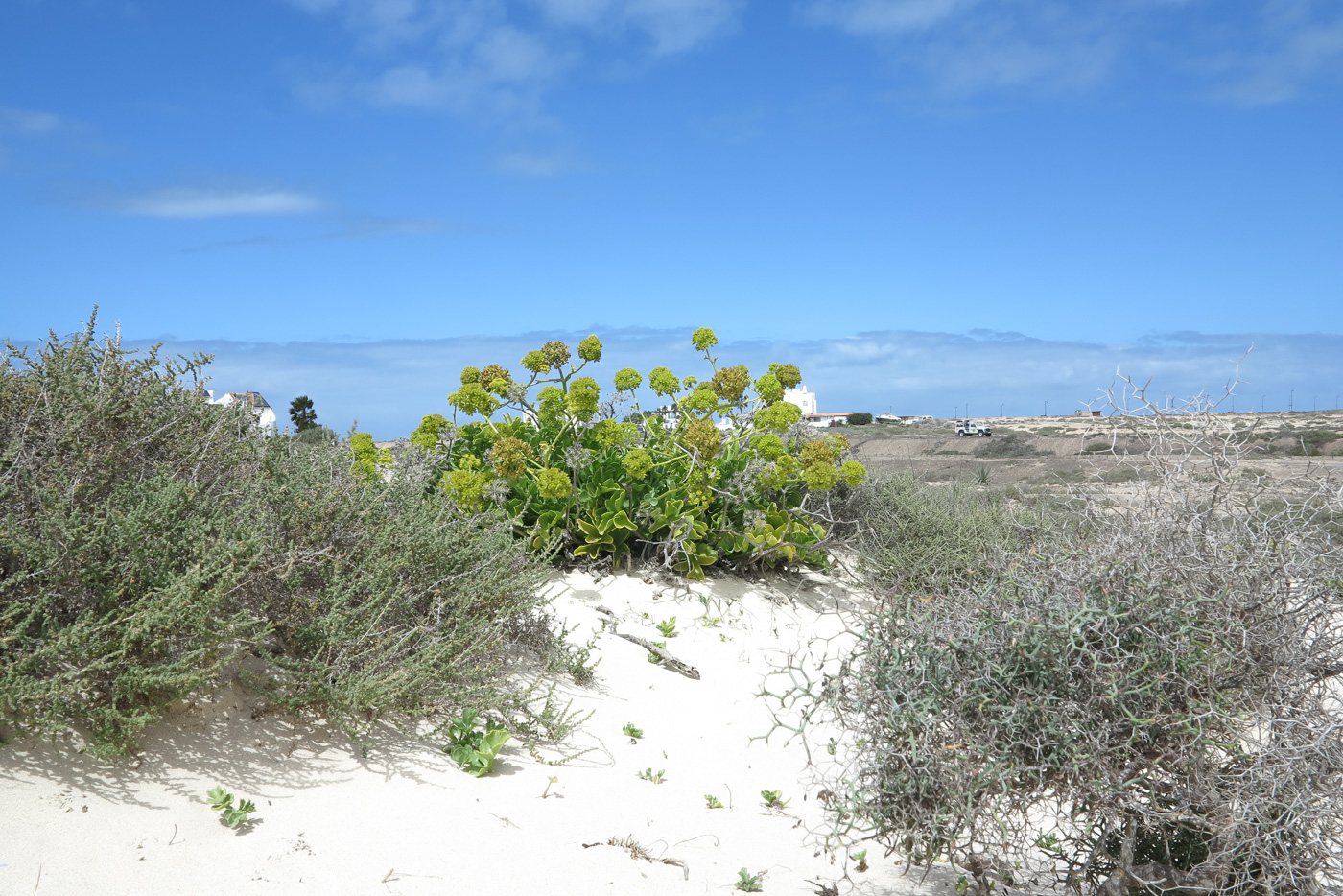 Image of Astydamia latifolia specimen.