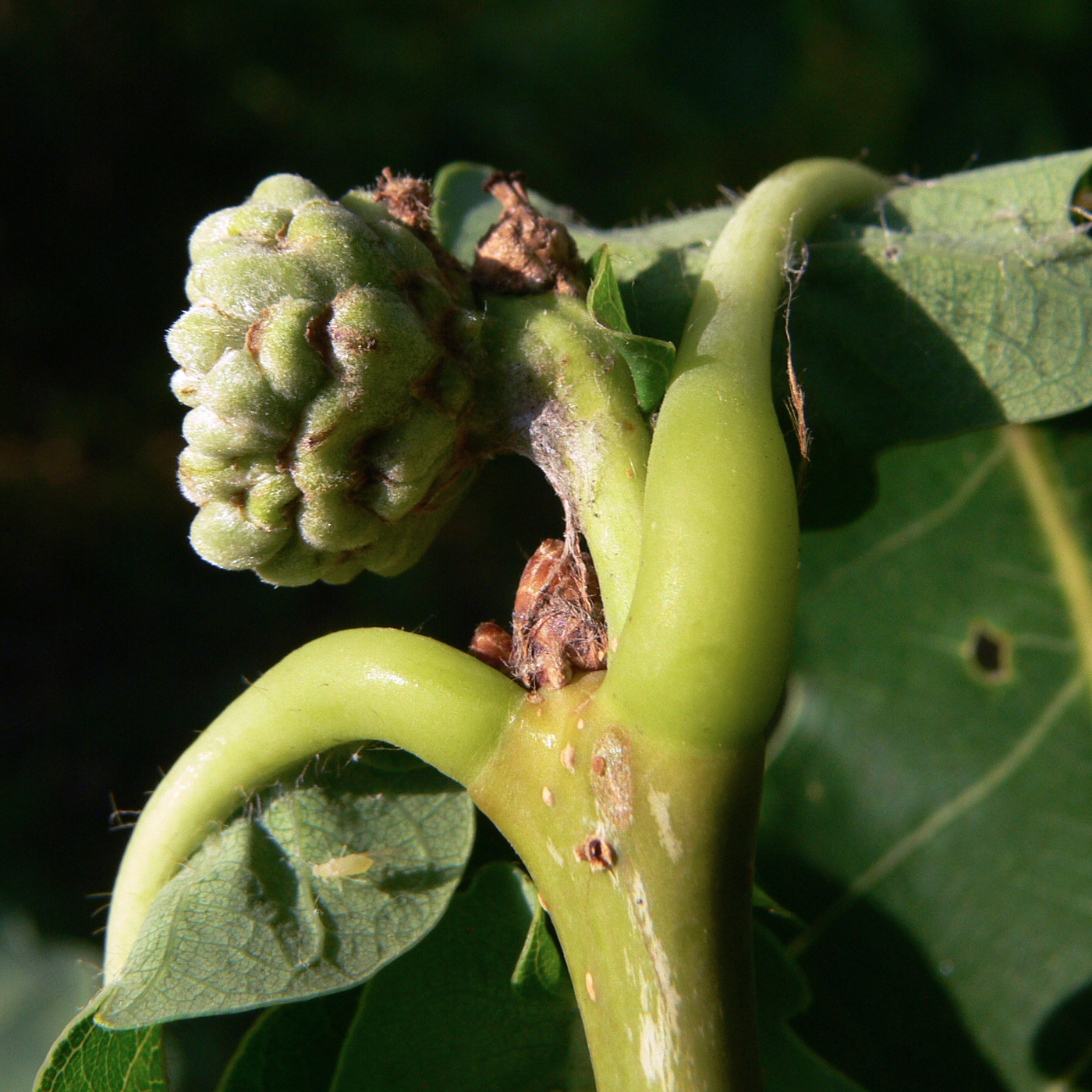 Изображение особи Quercus mongolica.