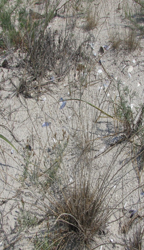 Изображение особи Elytrigia striatula.