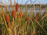 Typha laxmannii