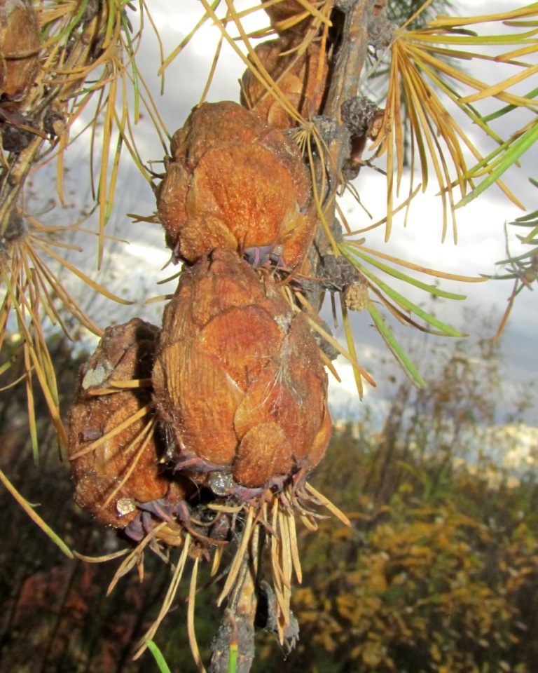 Image of Larix sukaczewii specimen.