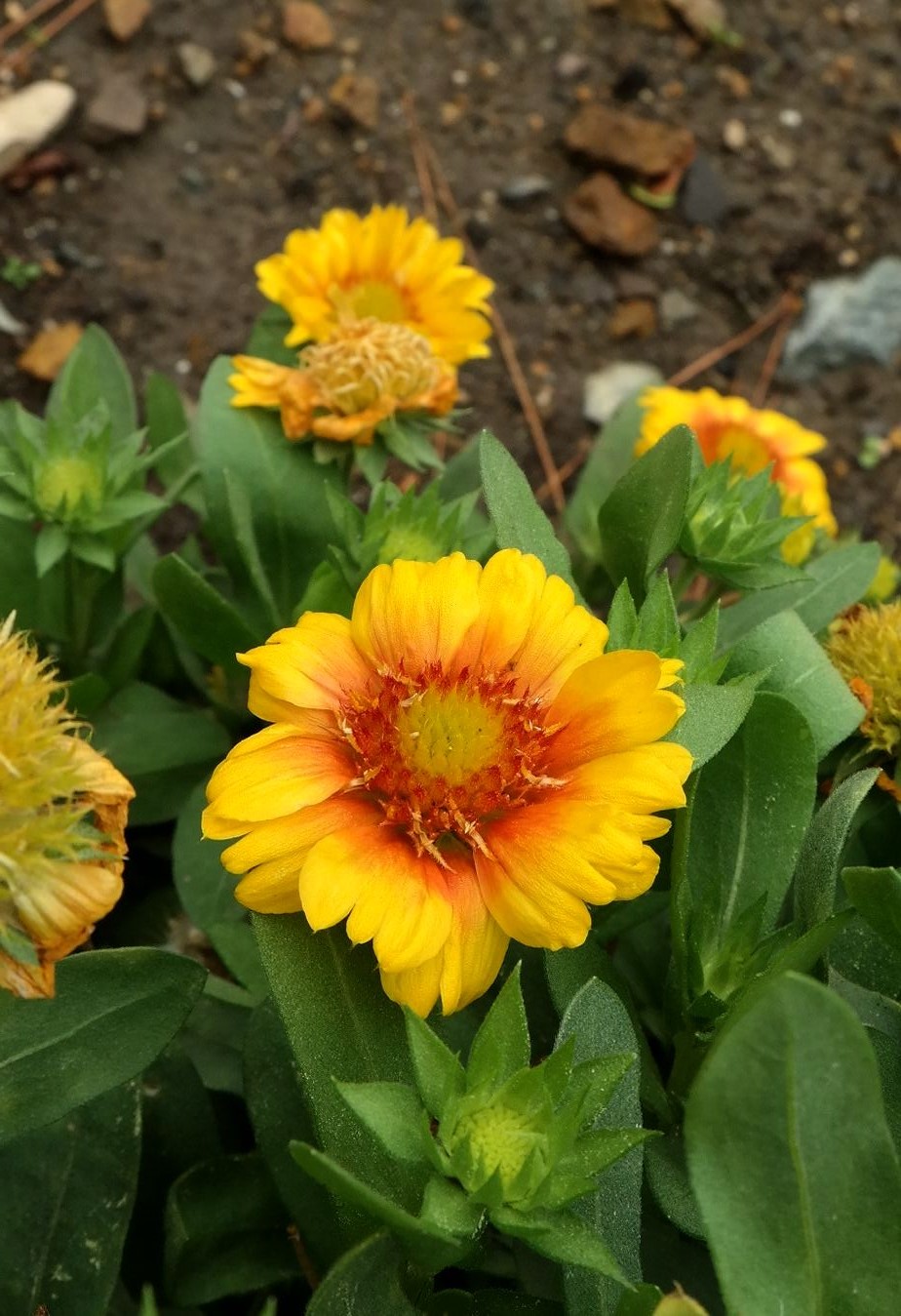 Image of genus Gaillardia specimen.