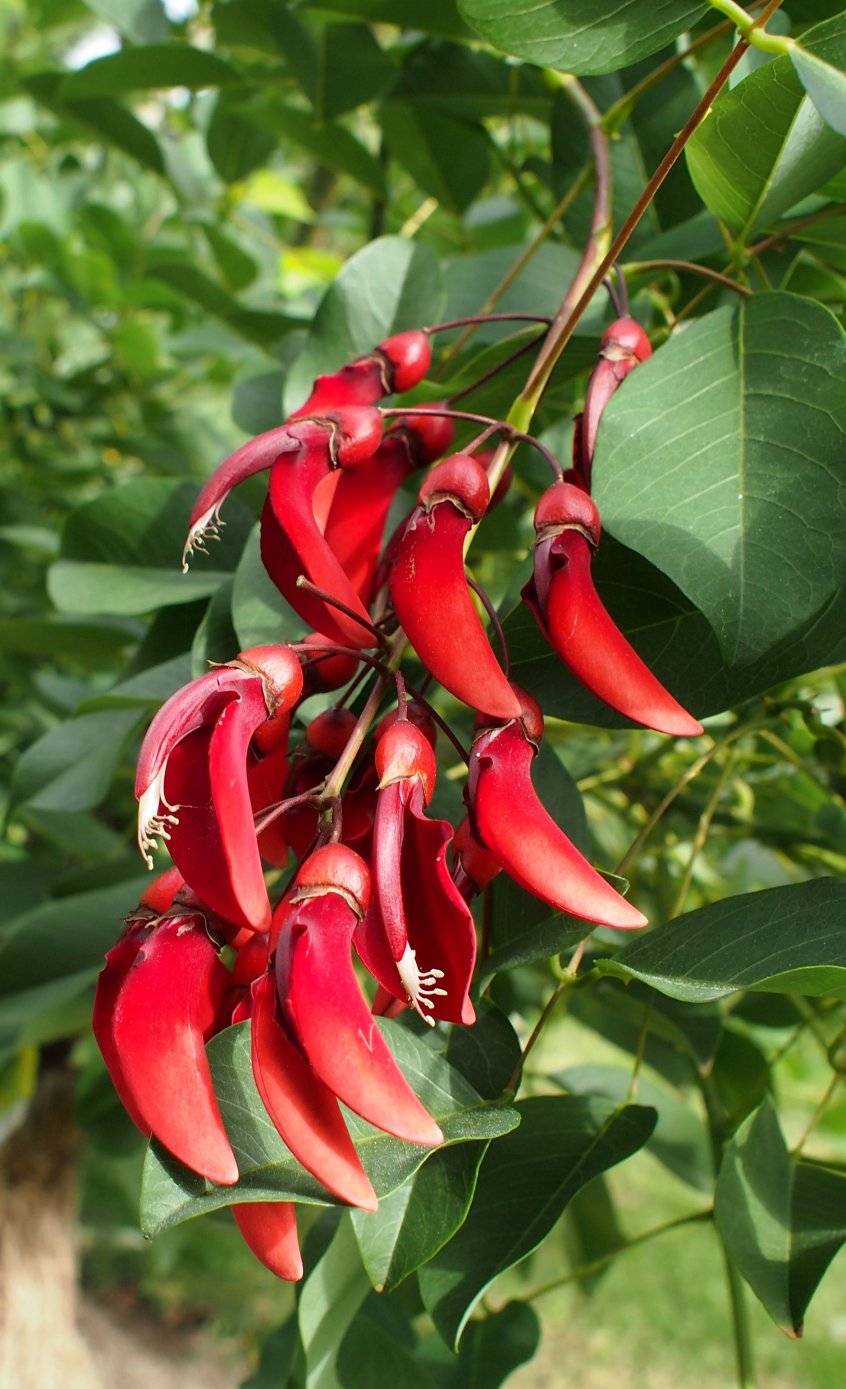 Изображение особи Erythrina crista-galli.