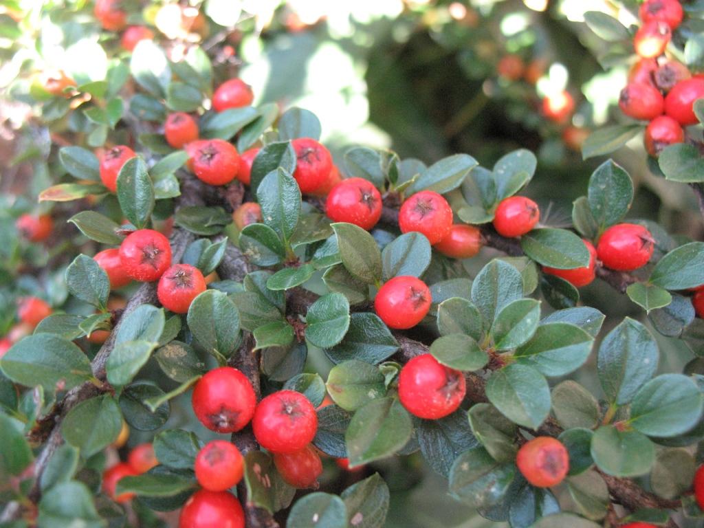 Изображение особи род Cotoneaster.