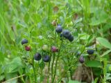 Vaccinium myrtillus. Верхушка плодоносящего растения с плодами разной степени зрелости. Иркутская обл., Шелеховский р-н, окр. пос. Глубокая, просека в лесу. 19.07.2016.