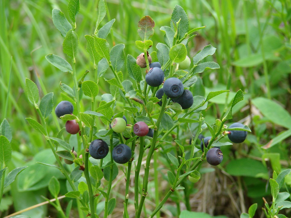 Image of Vaccinium myrtillus specimen.