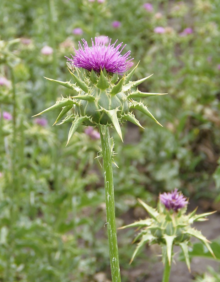 Image of Silybum marianum specimen.