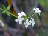 Galium uliginosum. Соцветие. Свердловская обл., окр. г. Североуральск, южная окраина Колонгинского водохранилища, болото. 26.06.2016.