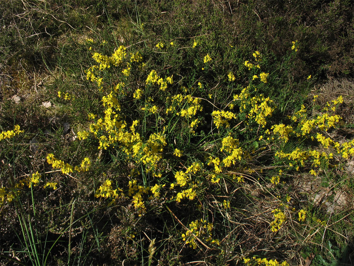 Изображение особи Genista pilosa.