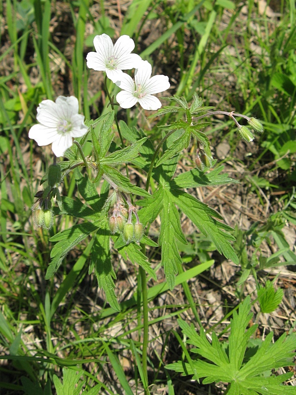 Image of Geranium asiaticum specimen.