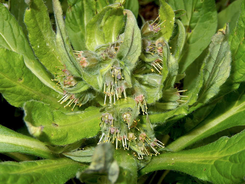 Image of Solenanthus biebersteinii specimen.