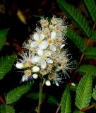 Sorbaria sorbifolia
