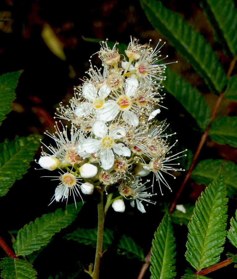 Изображение особи Sorbaria sorbifolia.