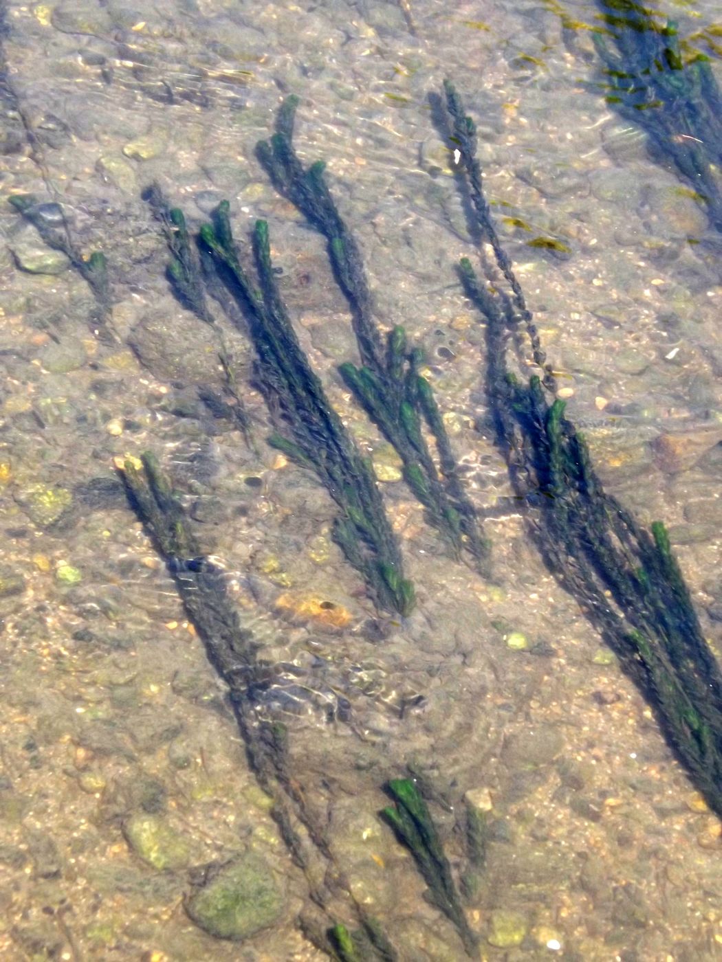 Image of Myriophyllum spicatum specimen.