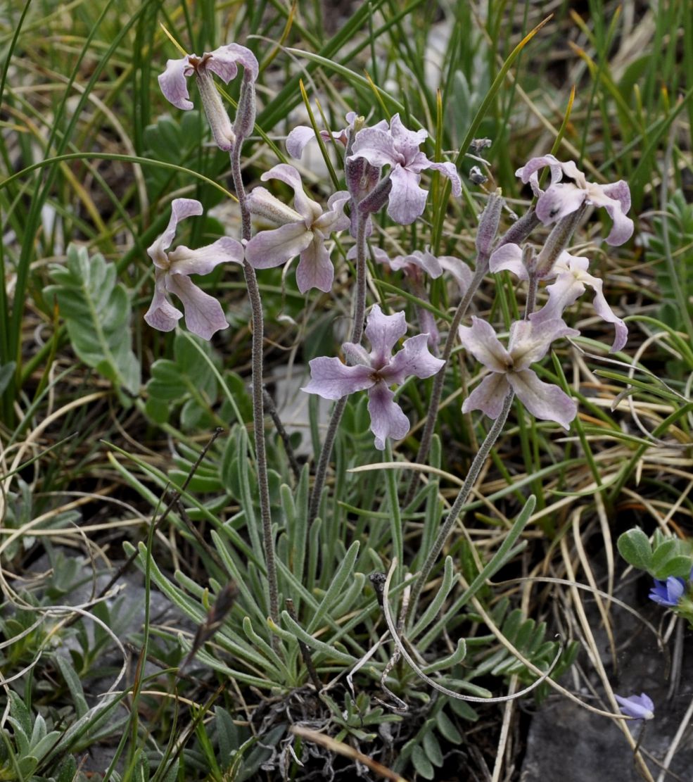 Изображение особи Matthiola fruticulosa.