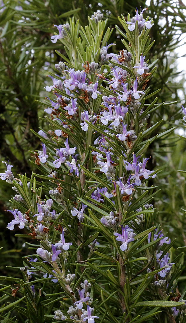 Image of Rosmarinus officinalis specimen.