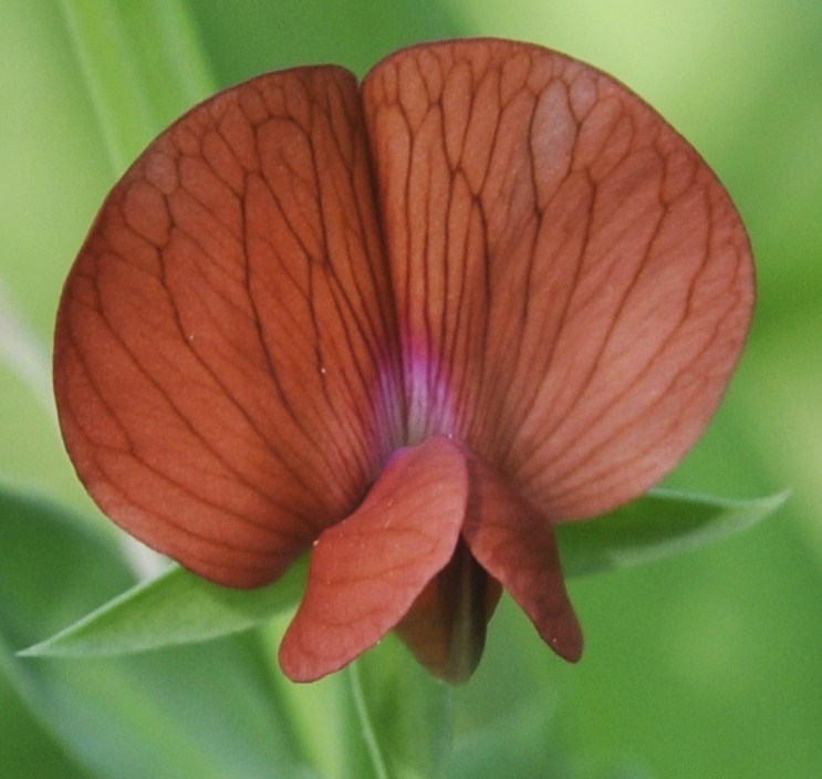 Image of Lathyrus cicera specimen.