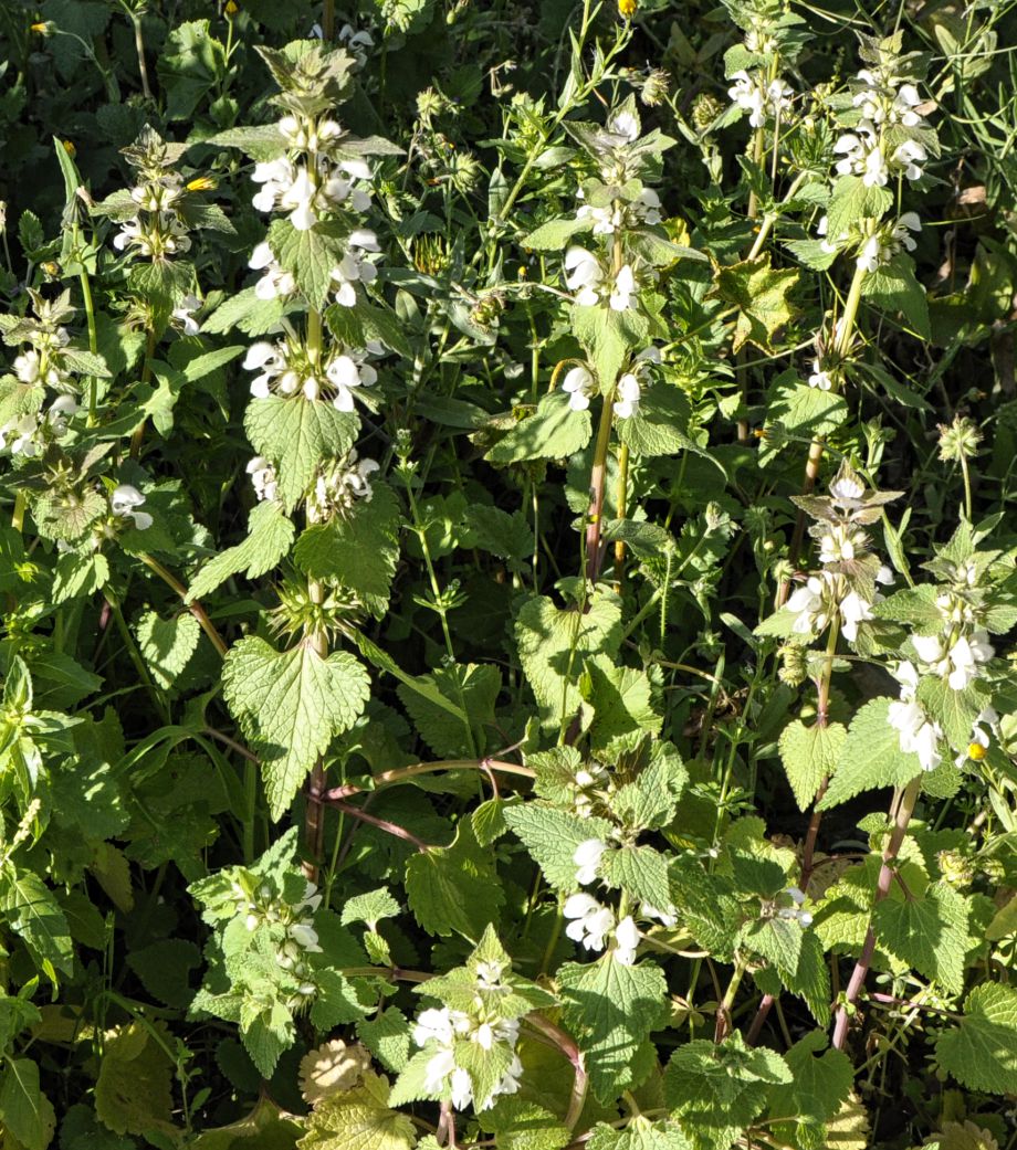Image of Lamium moschatum specimen.