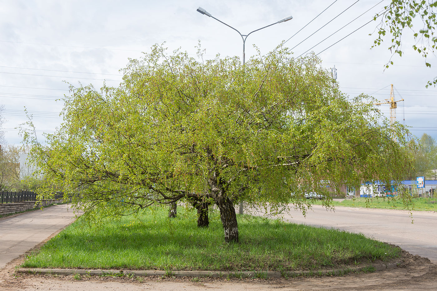 Image of Betula pendula var. carelica specimen.