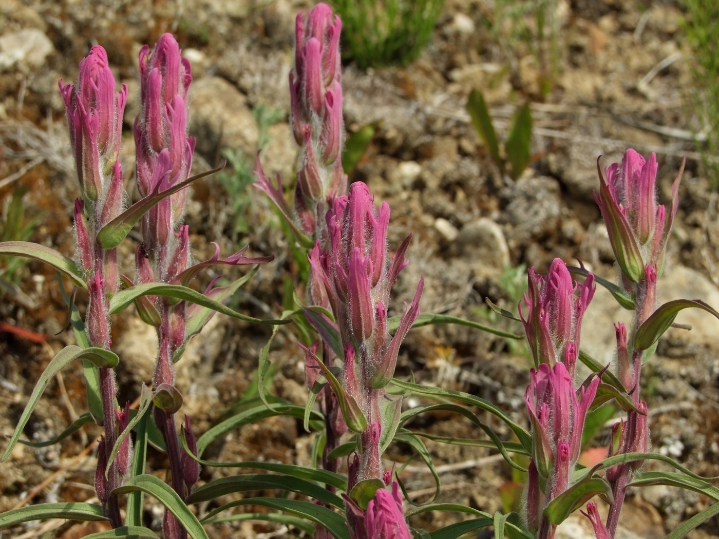 Image of Castilleja rubra specimen.