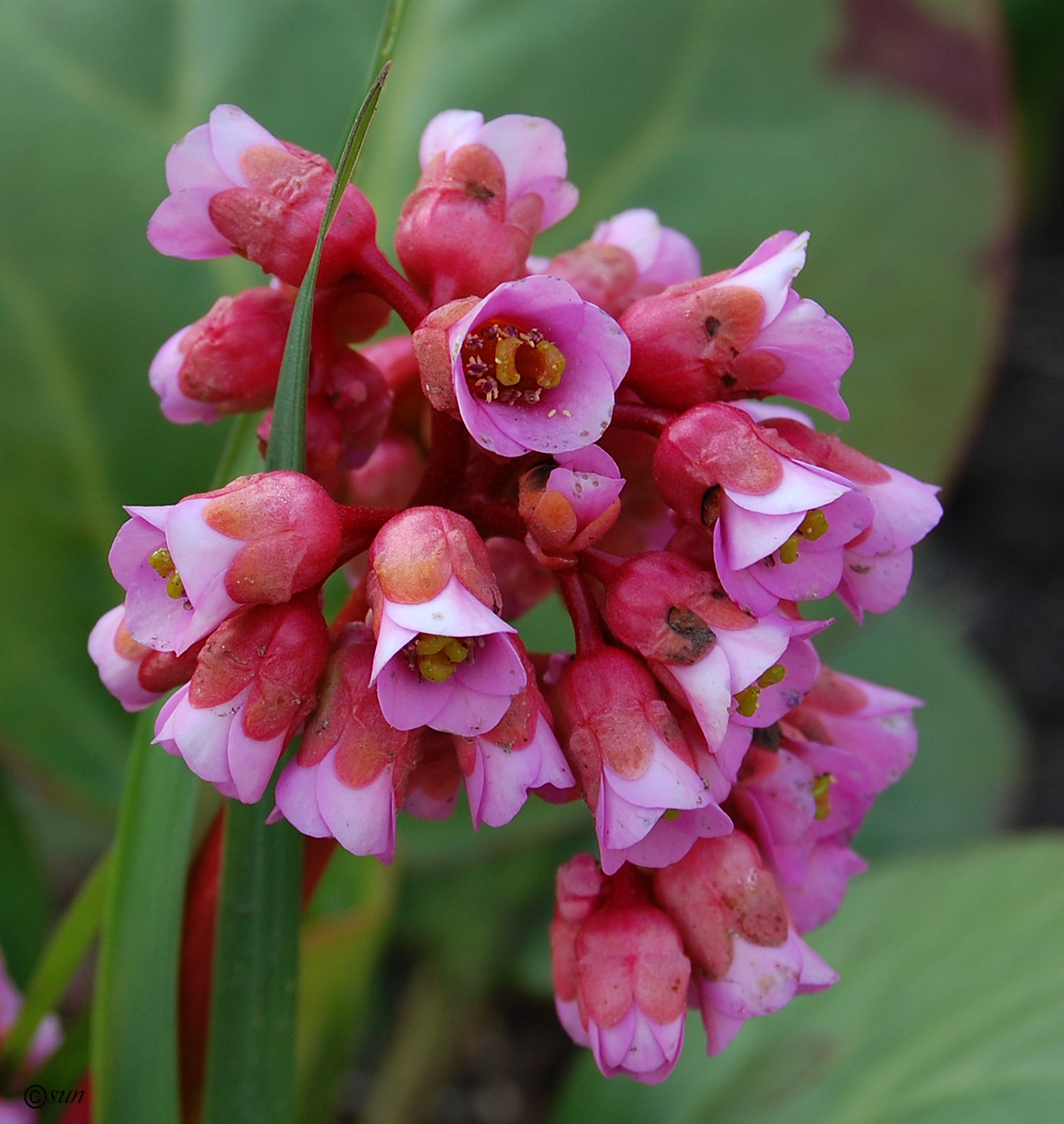 Image of Bergenia crassifolia specimen.