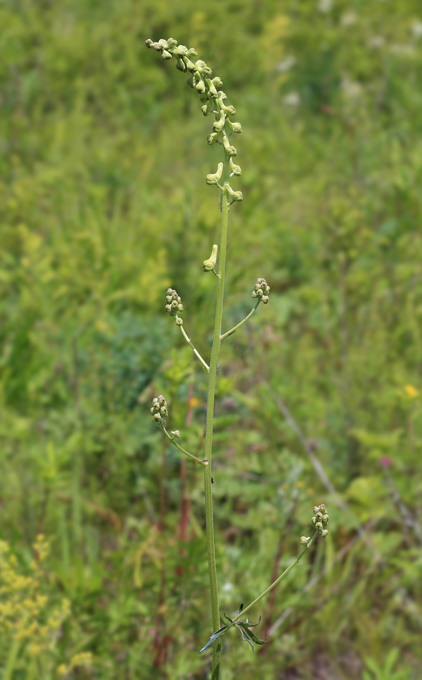 Image of Aconitum barbatum specimen.