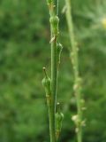 Rapistrum rugosum