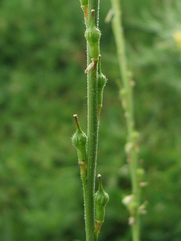 Изображение особи Rapistrum rugosum.