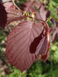 Corylus avellana. Верхушка молодого побега (f. Purpurea). Москва, Воронцовский парк, дубовая роща. 18.05.2017.