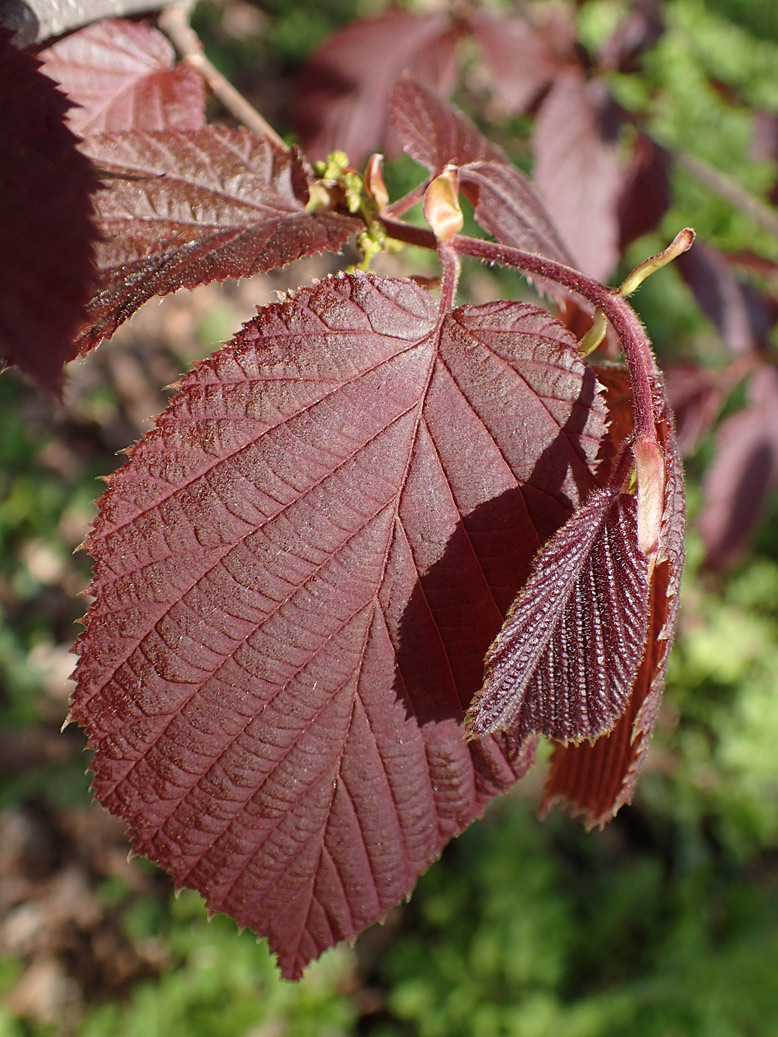 Image of Corylus avellana specimen.