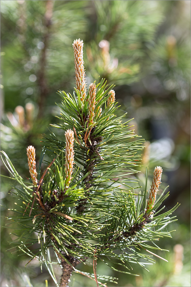 Изображение особи Pinus mugo.