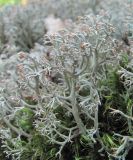 Cladonia rangiferina. Талломы с апотециями (в сообществе со мхом Dicranum sp.). Краснодарский край, Абинский р-н, окр. пос. Новый, дубовый лес. 13.06.2017.