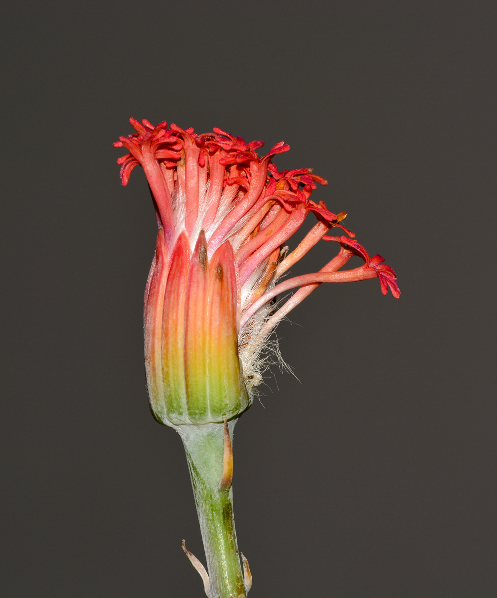 Image of Kleinia stapeliiformis specimen.