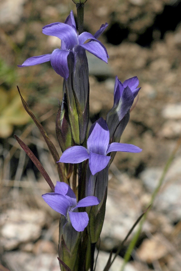 Image of Gentianopsis barbata specimen.