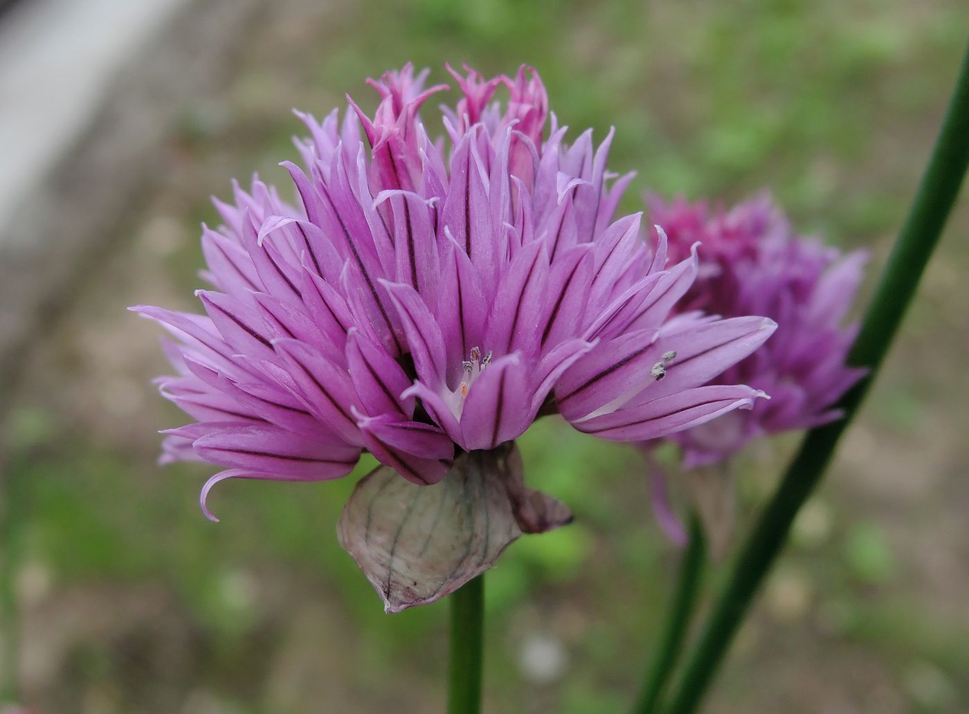 Image of Allium schoenoprasum specimen.