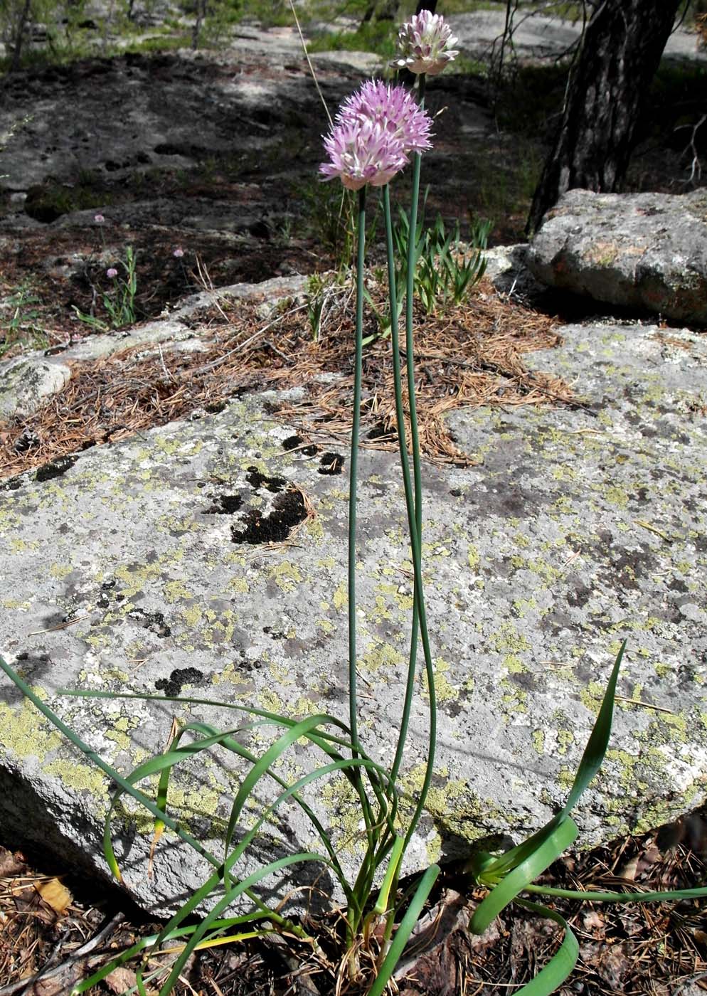 Изображение особи Allium strictum.