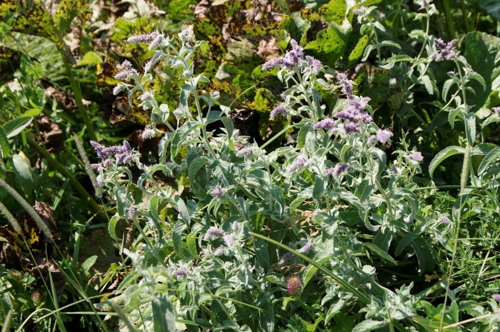 Изображение особи Mentha longifolia.