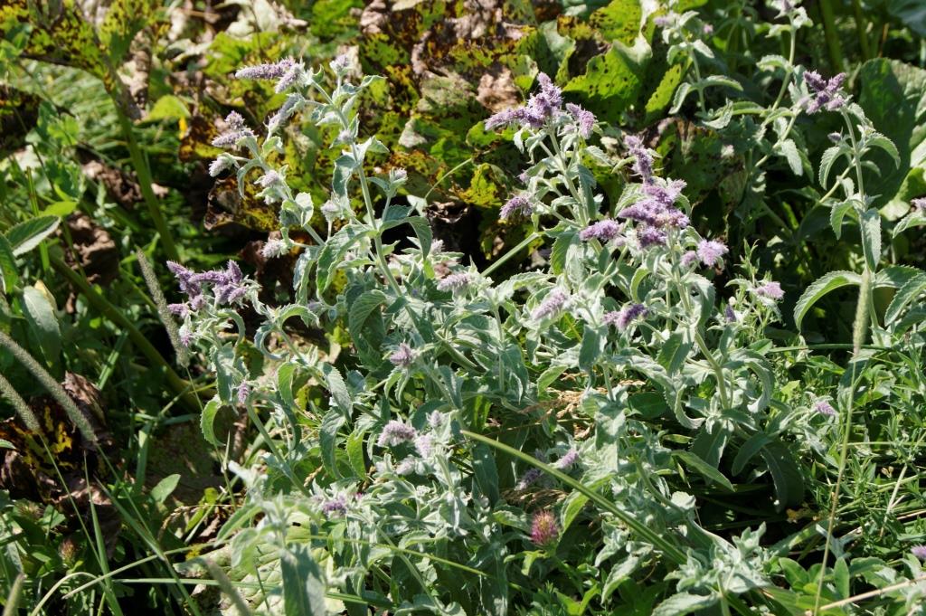 Image of Mentha longifolia specimen.