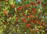 Crataegus chlorocarpa. Плодоносящие ветви. Новосибирская обл., Новосибирский сельский р-н, пойма р. Обь по правому берегу. 07.09.2009.