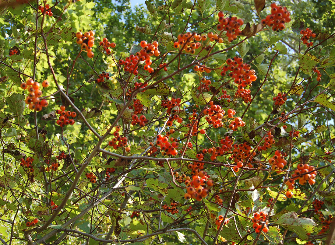 Изображение особи Crataegus chlorocarpa.
