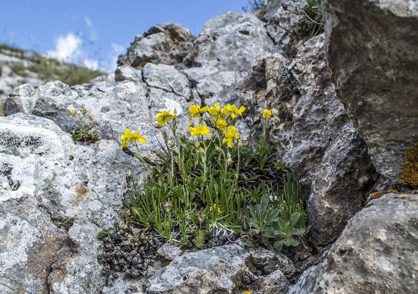 Image of Helianthemum buschii specimen.